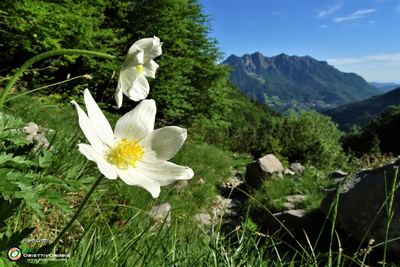 32 Pulsatilla alpina (Pulsatilla alpina) in Val Vedra.JPG